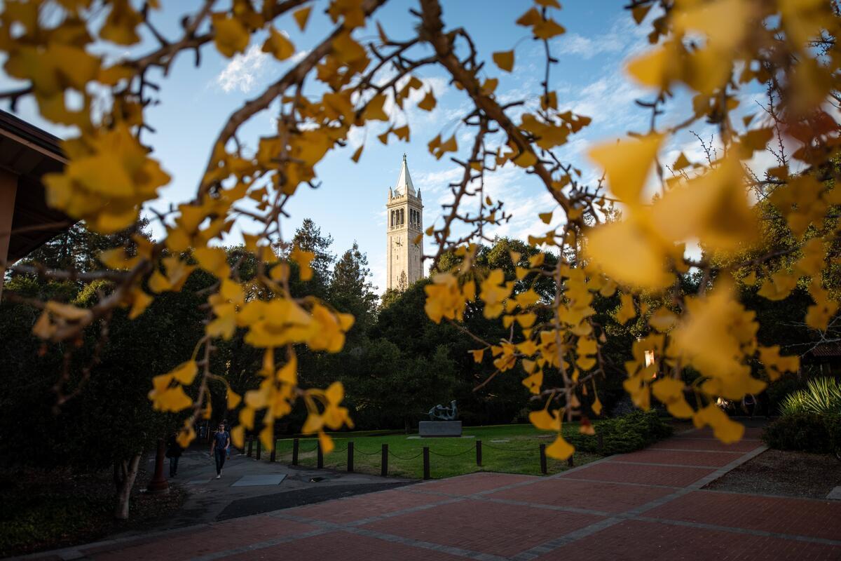 Sather Tower at a distance framed by an opening of yellow leaves on branches